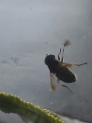 Megachile texana