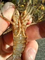 Faxonius virilis