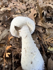Amanita polypyramis