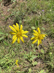 Silphium gracile
