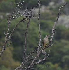 Chlamydera nuchalis