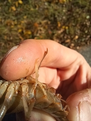 Faxonius virilis