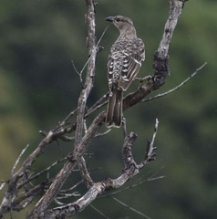 Chlamydera nuchalis