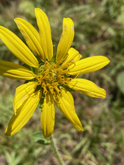 Silphium gracile