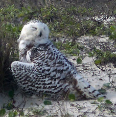 Bubo scandiacus