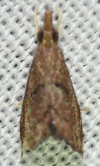 Microcausta flavipunctalis