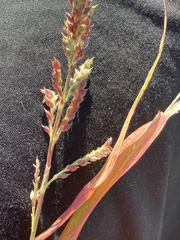 Echinochloa muricata