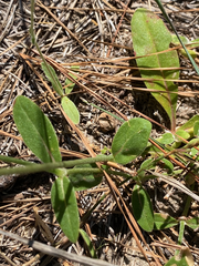 Froelichia
