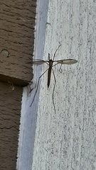 Tipula paludosa