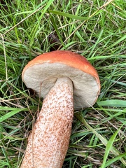 Leccinum versipelle