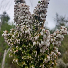 Erica scabriuscula