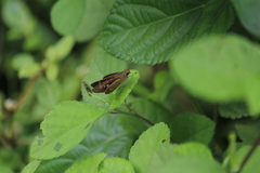 Borbo cinnara