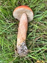Leccinum versipelle