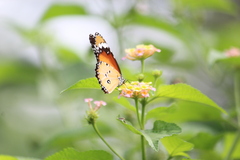 Danaus chrysippus