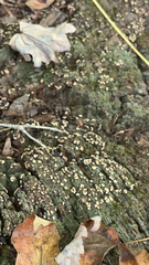 Xylobolus frustulatus