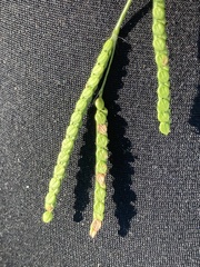 Paspalum laeve