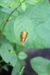 Polistes olivaceus
