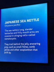 Chrysaora pacifica