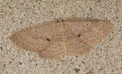 Poecilasthena anthodes