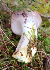 Gomphidius glutinosus