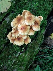 Pholiota