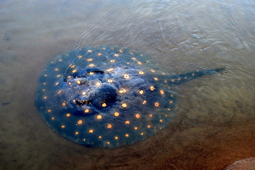 Bigtooth river stingray (Potamotrygon henlei) — Potamotrygonidae
