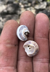 Oreohelix