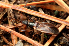 Pseudocnemodus canadensis