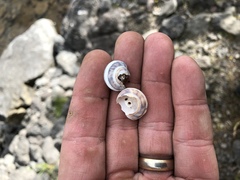 Oreohelix