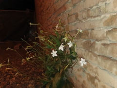 Nicotiana alata