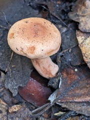 Lactarius quietus