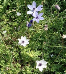 Anemone coronaria