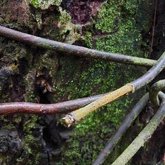 Psamatodes abydata