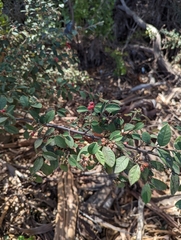 Cotoneaster pannosus