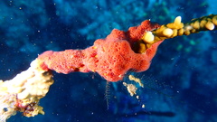 Clathria calla