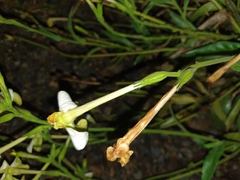 Nicotiana alata