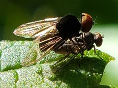 Chrysopilus