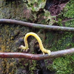 Psamatodes abydata