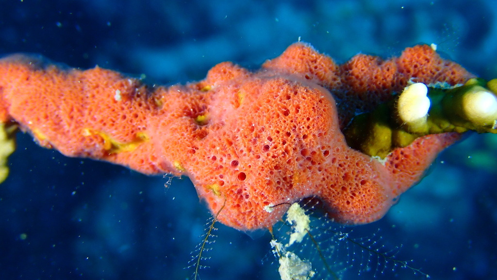 Clathria calla