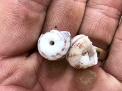 Oreohelix