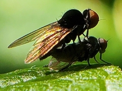 Chrysopilus