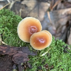 Gymnopus dryophilus