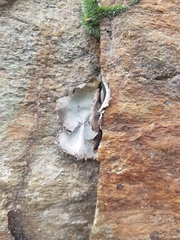 Umbilicaria hirsuta