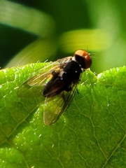 Chrysopilus