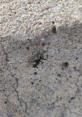 Camponotus