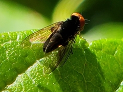 Chrysopilus