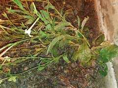 Nicotiana alata