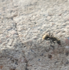 Camponotus