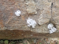 Umbilicaria hirsuta