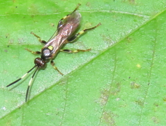 Cratichneumon